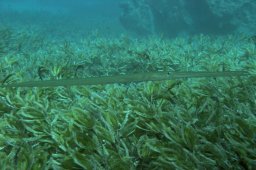 Glatter Flötenfisch (Fistularia commersonii)
